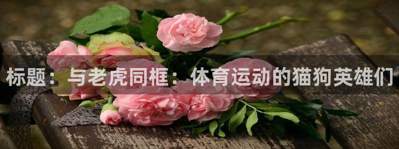 熊猫体育sports：标题：与老虎同框：体育运动的猫狗英雄们